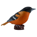 Mojo Northern Oriole