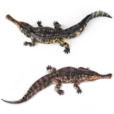 Haolonggood Sarcosuchus Imperator Brown Tong Meng