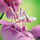 Folkmanis Orchid Mantis Puppet lifestyle