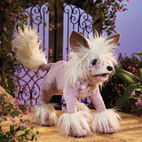 Folkmanis Chinese Crested Dog Puppet lifestyle