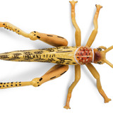 Toymany Desert Locust