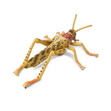 Toymany Desert Locust