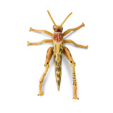 Toymany Desert Locust