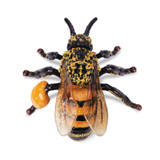 Toymany Honeybee under