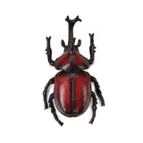 Toymany Japanese Rhinoceros Beetle top view