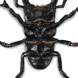 Toymany Giant Stag Beetle details