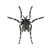 Toymany Asian Tiger Mosquito
