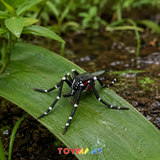 Toymany Asian Tiger Mosquito lifestyle