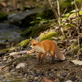 Toymany Red Fox