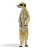 Toymany Meerkat