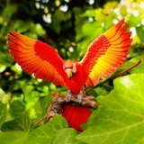 Toymany Scarlet Macaw lifestyle
