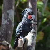 Toymany Palm Cockatoo lifestyle