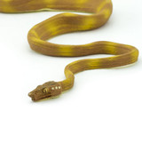 Safari Ltd Amazon Tree Boa IC