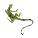 Safari Ltd Iguana Baby IC