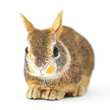 Safari Ltd Eastern Cottontail Rabbit Baby IC
