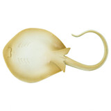 Safari Ltd Blue Spotted Ray IC