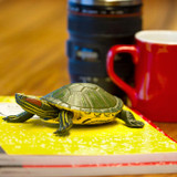 Safari Ltd Red-Eared Slider Turtle IC