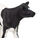 Safari Ltd Holstein Calf