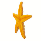 Safari Ltd Orange Starfish