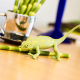 Safari Ltd Veiled Chameleon Baby IC