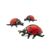 Safari Ltd Mini Ladybugs