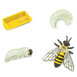 Safari Ltd Life Cycle of a Honey Bee