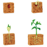 Safari Ltd Life Cycle of a Green Bean Plant
