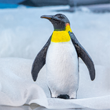 Bullyland Emperor Penguin toy in snow scene