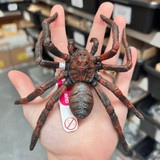 Bullyland Wolf Spider size in hand MiniZoo warehouse
