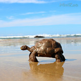 Papo Galapagos Tortoise