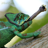 Papo Chameleon Papo Chameleon