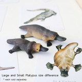 Science and Nature Platypus Small