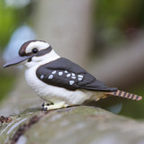 Safari Ltd Kookaburra