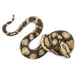 Safari Ltd Boa Constrictor IC