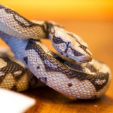 Safari Ltd Boa Constrictor IC