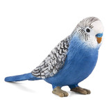 Mojo Blue Budgerigar