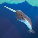 Folkmanis Narwhal Puppet