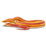 Safari Ltd Corn Snake IC
