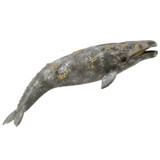 CollectA Grey Whale 