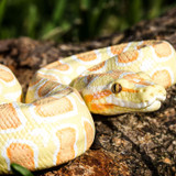 Safari Ltd Albino Burmese Python IC lifestyle closeup