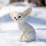 PNSO Xiaohua the Fennec Fox outdoor photo