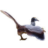 PNSO Archaeopteryx Jonas side view