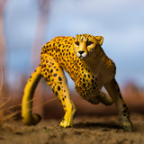 PNSO Ami the Cheetah outdoor photo 1