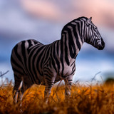PNSO Razi the Plains Zebra outdoor photo