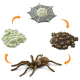 Safari Ltd Life Cycle Of A Spider