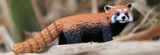 Educating about the Endangered | MiniZoo Blog Educating about the Endangered | MiniZoo Blog