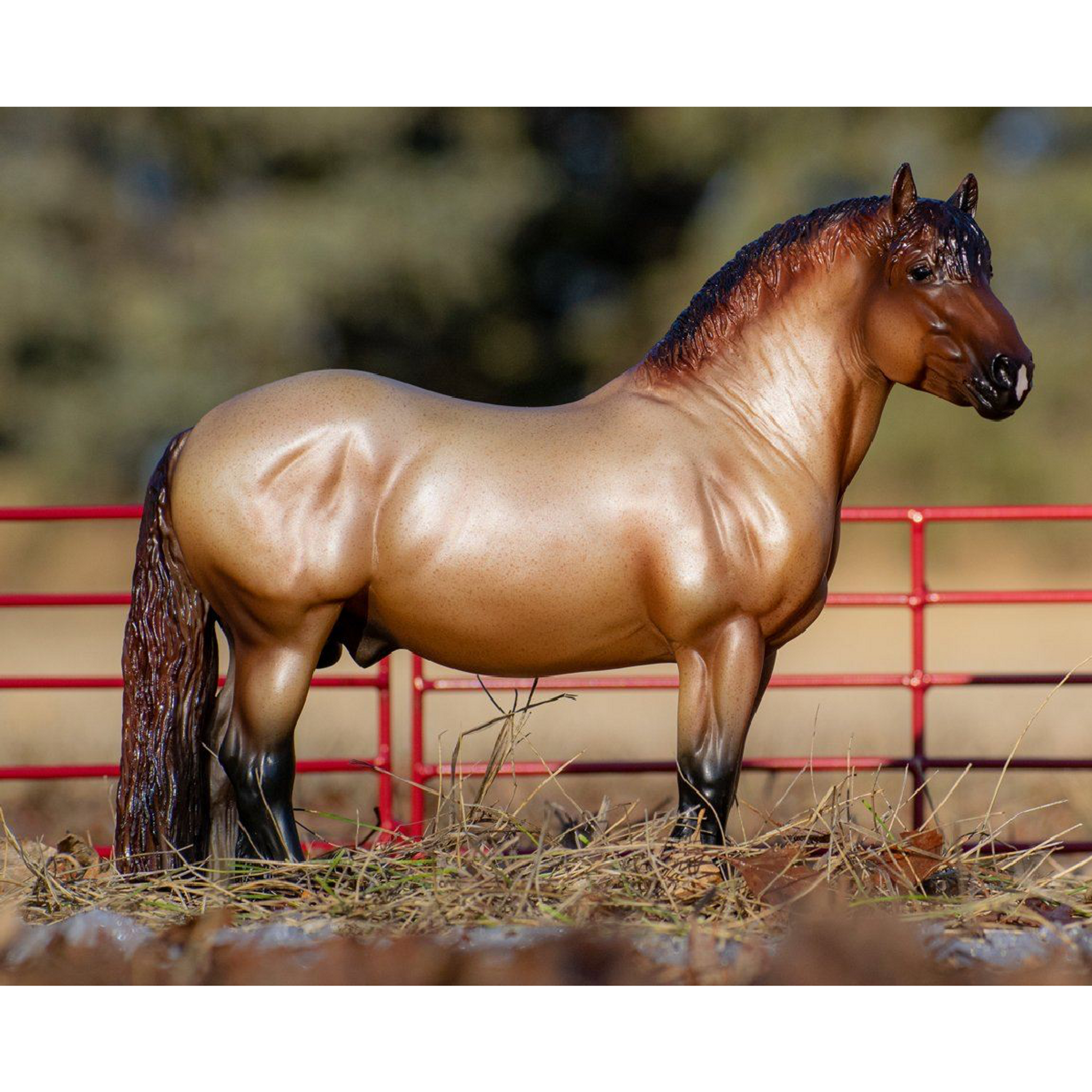 Ardennes Horse - Pets Australia