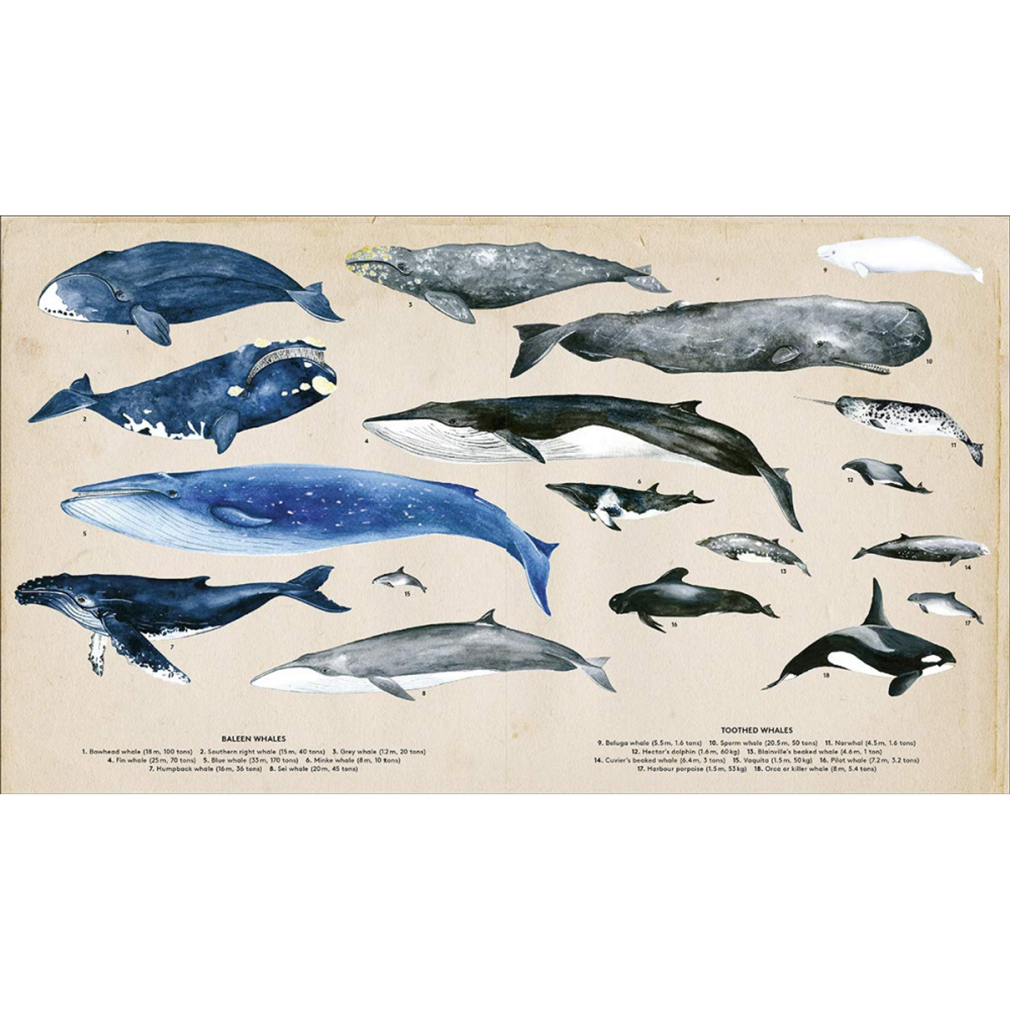 The Secret Life of Whales | MiniZoo Animal Books