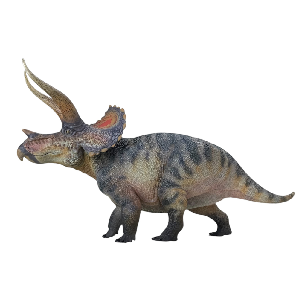 三角龍】P.Triceratops OCトリケラトプス ビカクシダ ビカクシダ 三角