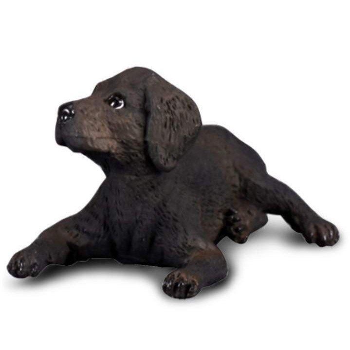 buy black labrador